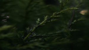 Czy piołun ma właściwości magiczne? Mity i fakty