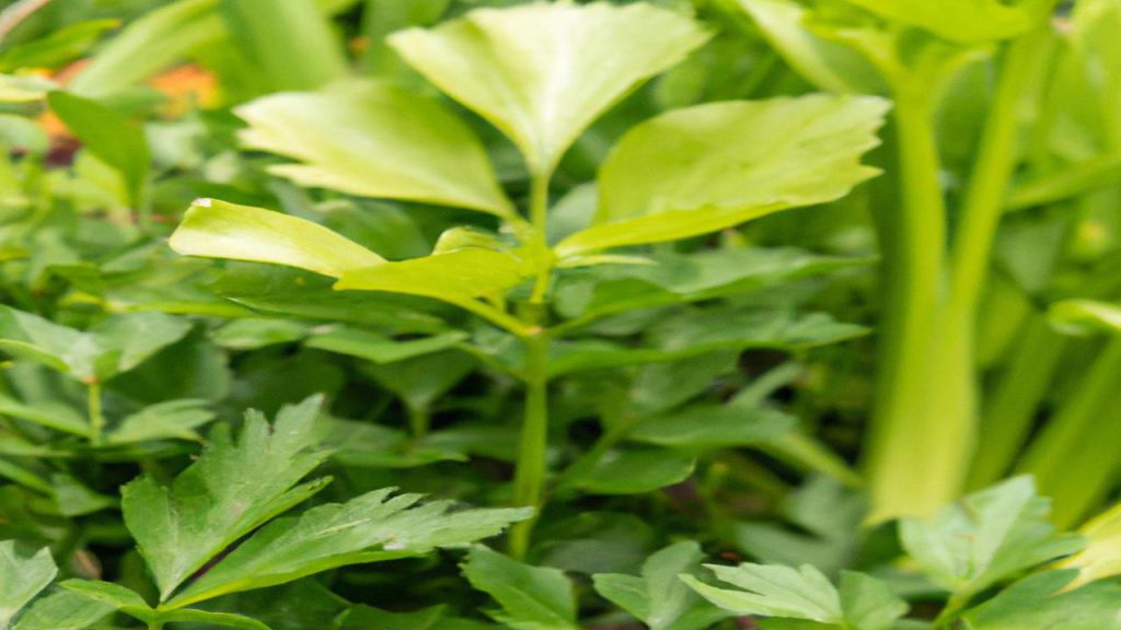 Obok jakich roślin warto sadzić lubczyk?